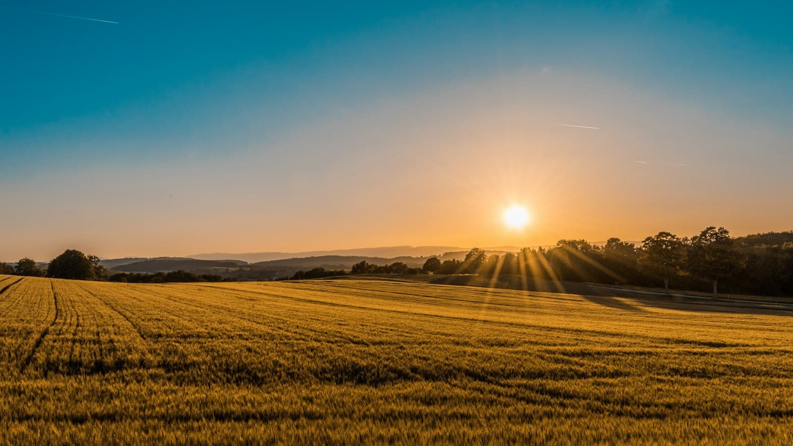 Cultivated agricultural fields in an open rural landscape
